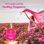 Softouch Yardley Perfumes Windsor Rose Fabric Conditioner 2L - Image 3